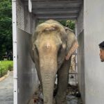 बाढ़ में घायल हथिनी ‘जॉयमोती’ को एयरलिफ्ट कर वनतारा भेजा गया